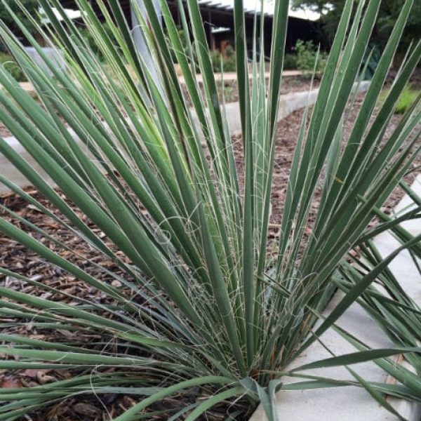 1489173521Yucca-Buckleys-Yucca-constricta-form.jpg