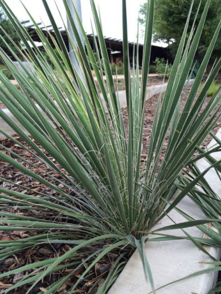 1489173521Yucca-Buckleys-Yucca-constricta-form.jpg