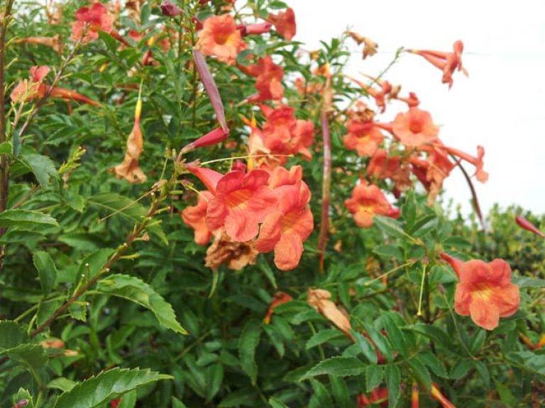 1489174501esperanza-red-tecoma-stans-flower.jpg
