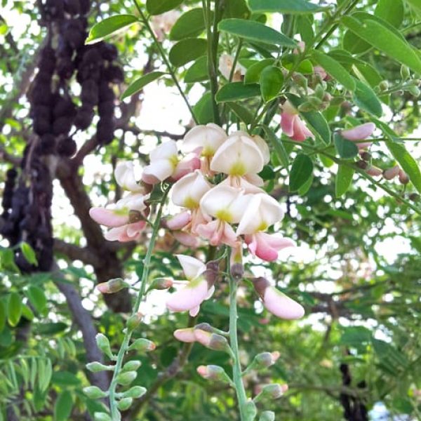 1489174844Eves-necklace-Sophora-affinis-detail-flower-closeup.jpg