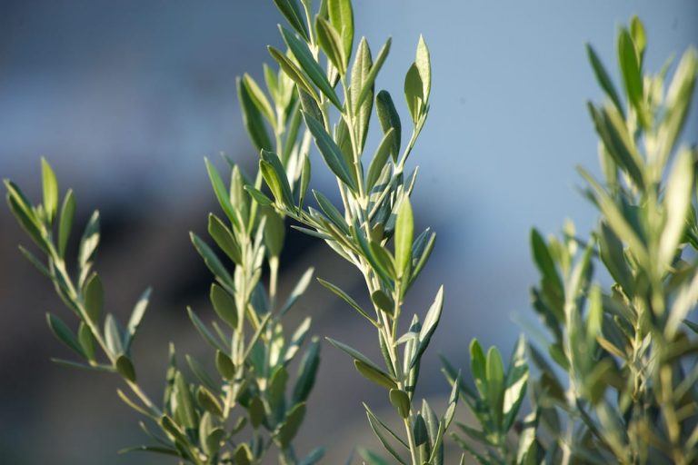 1489174946European-olive-jr.jpg