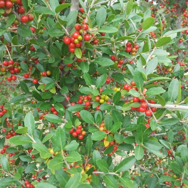 1489419004holly-yaupon-ilex-vomitoria-detail-berries.jpg