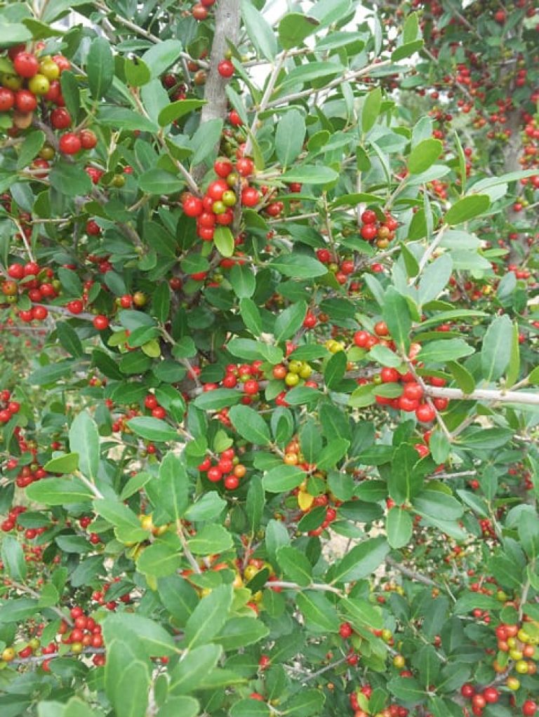 1489419004holly-yaupon-ilex-vomitoria-detail-berries.jpg