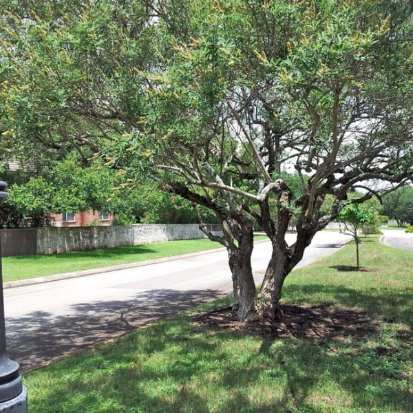 1489419230Vitex-Vitex-agnus-castus-form-Elm-Creek-6-2014.jpg