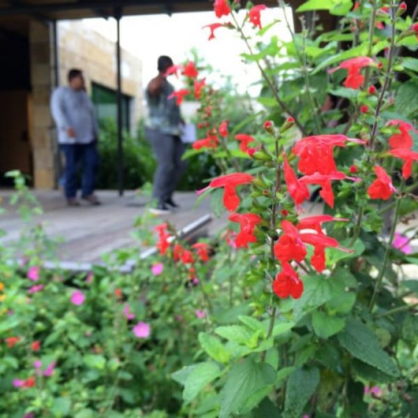 1489419348Sage-tropical-Salvia-coccinea-detail-flower.jpg