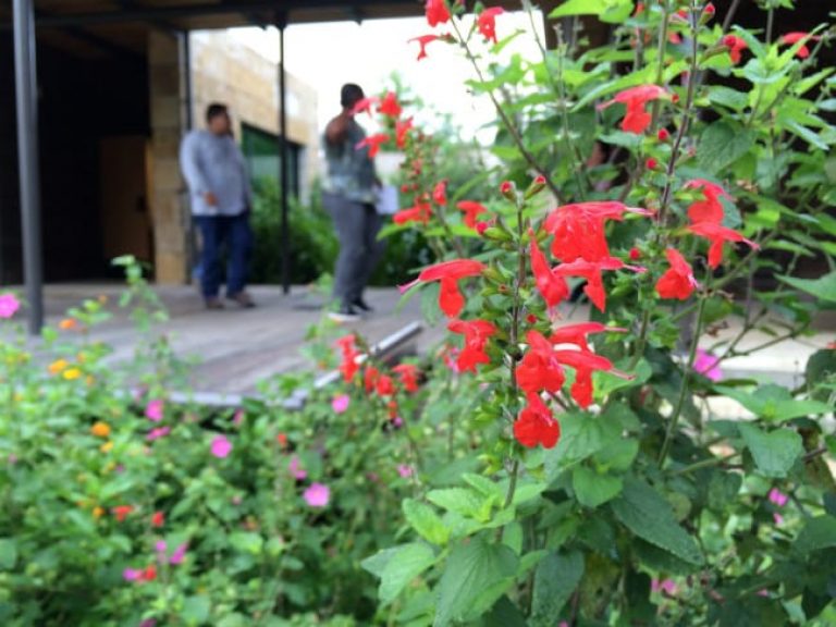 1489419348Sage-tropical-Salvia-coccinea-detail-flower.jpg
