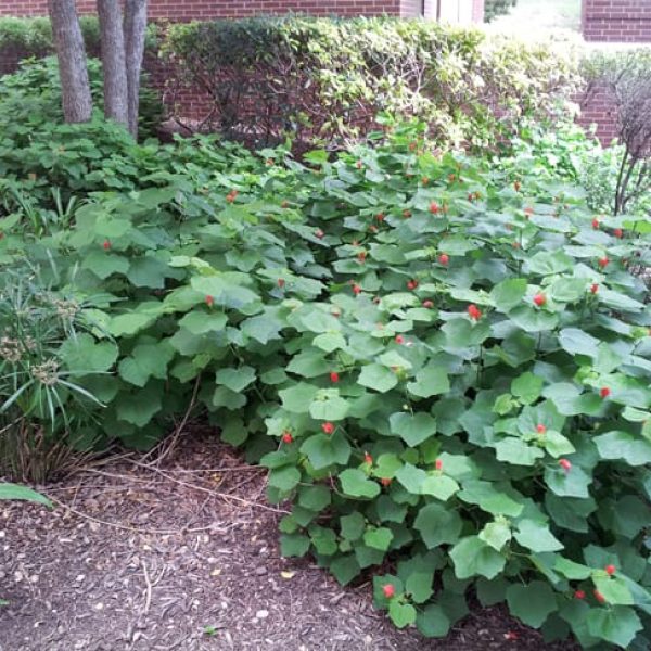 1489437714turks-cap-Malvaviscus-drummondii-form-saws-headquarters.jpg