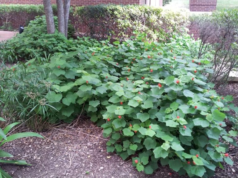 1489437714turks-cap-Malvaviscus-drummondii-form-saws-headquarters.jpg