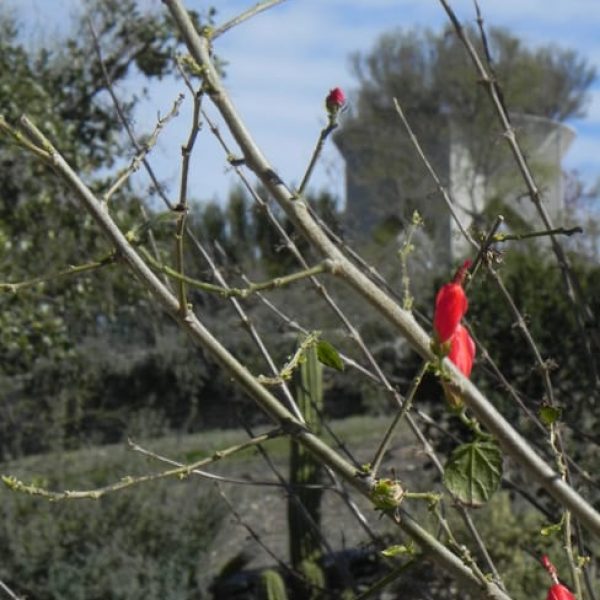 1489437768Turks-cap-Malvaviscus-drummondii-detail-winter-january-buds-and-flowers.jpg