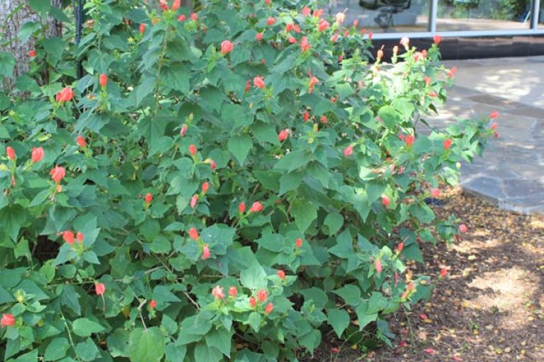 1489437821Turks-Cap-Malvaviscus-drummondii-form.jpg