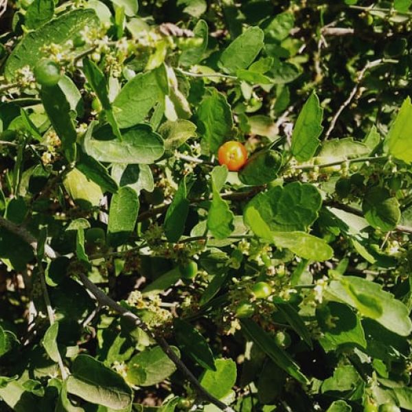 1489438357Hackberry-Spiny-Celtis-pallida-leaf-detail.jpg
