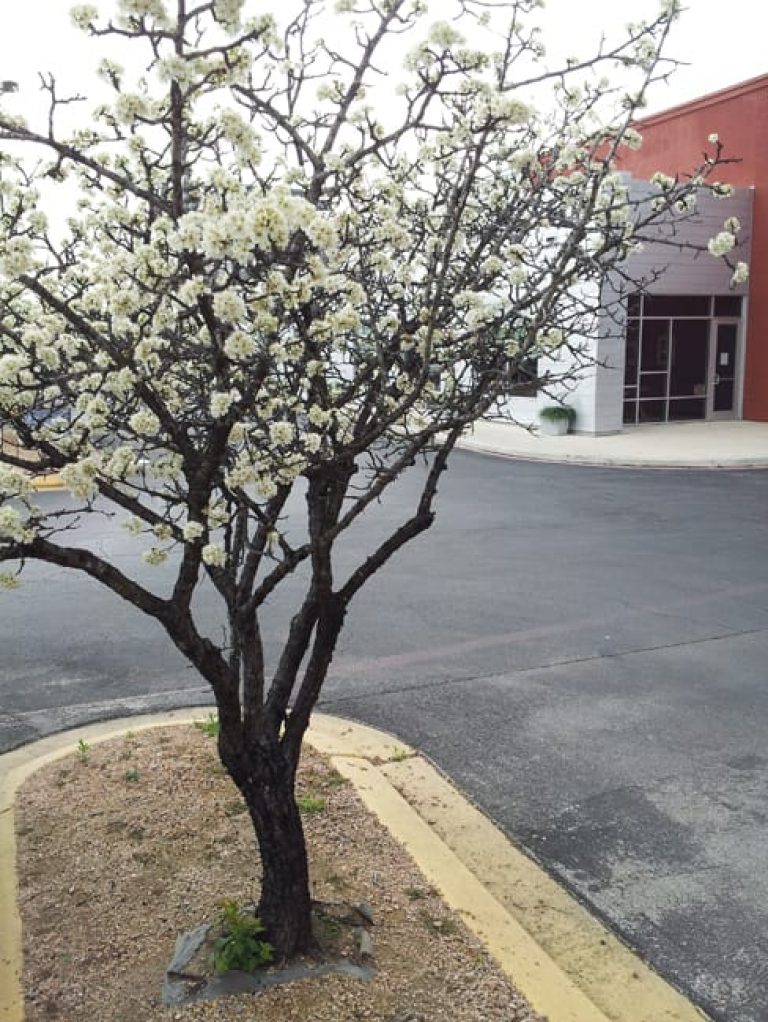 1489438576Mexican-plum-Prunus-mexicana-form-flowering-midtown.jpg