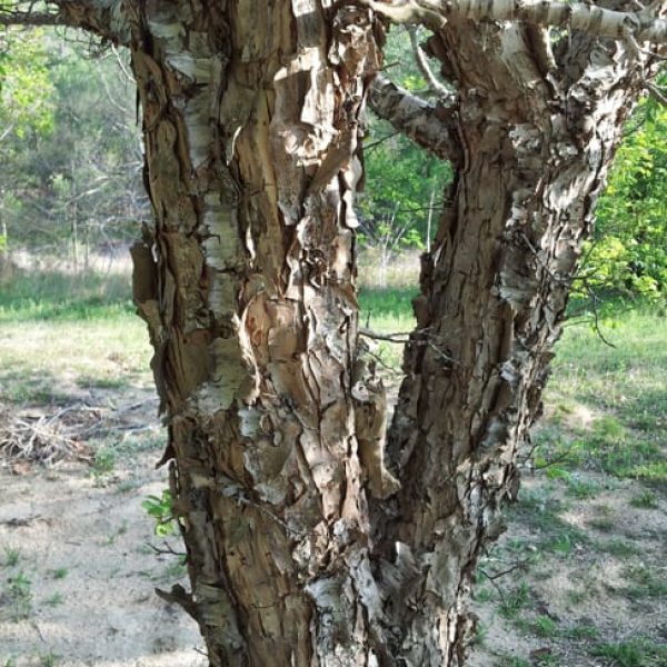 1489438584plum-mexican-prunus-mexicana-20130416-detail-trunk.jpg