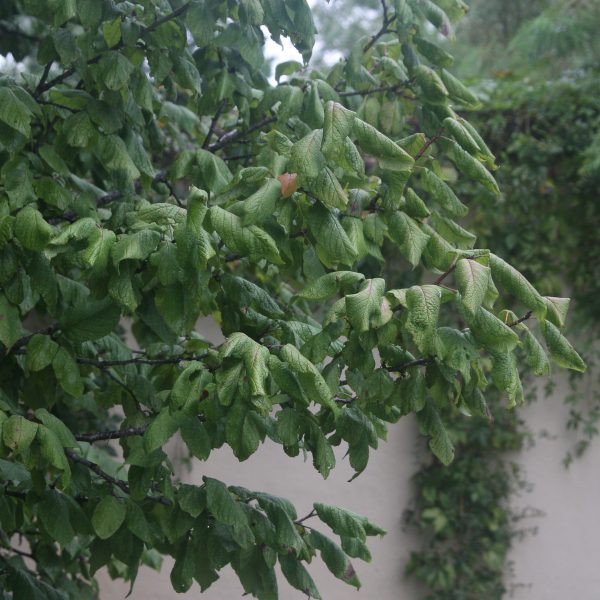 1489438707Mexican-plum-Prunus-mexicana-detail-leaf-Terrell-Hills-typical-bruised-leaves.JPG