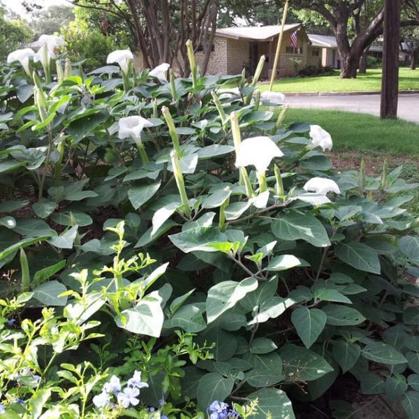 1489438891Moonflower-Datura-wrightii-form-Oak-Park.jpg