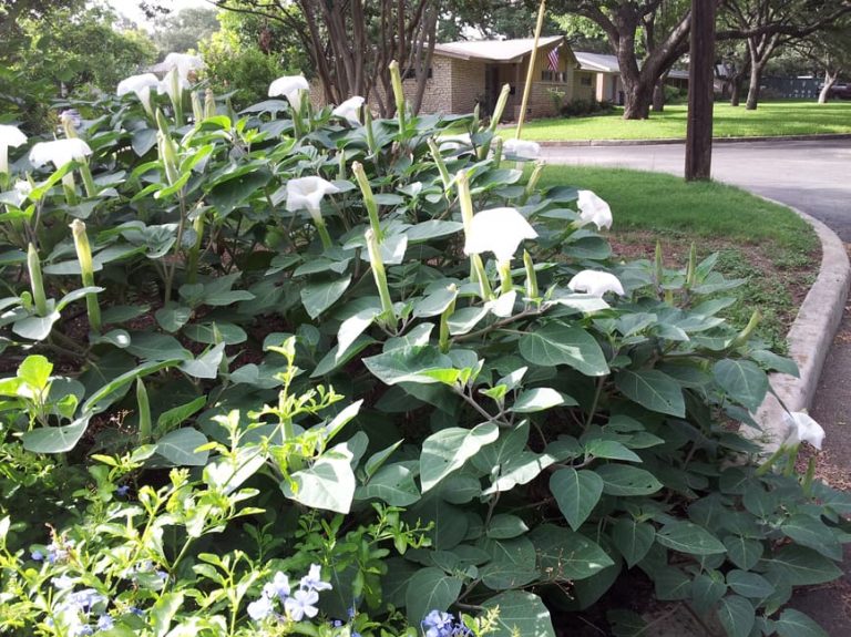 1489438891Moonflower-Datura-wrightii-form-Oak-Park.jpg