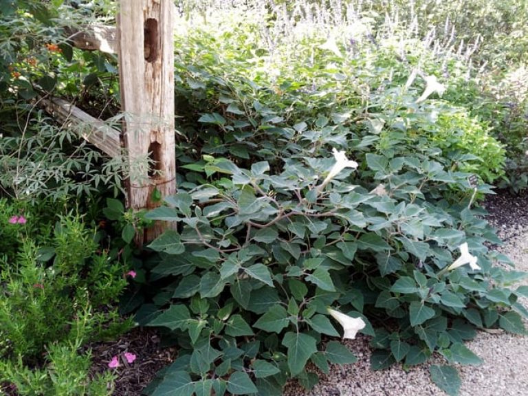 1489438894Moonflower-Datura-wrightii-form.jpg