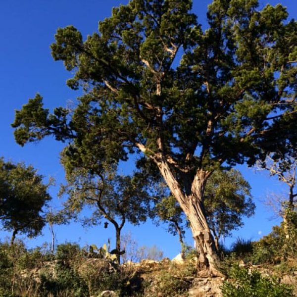 1489439077juniper-ashe-Juniperus-asheii-form-Kyle-Seale-February.jpg