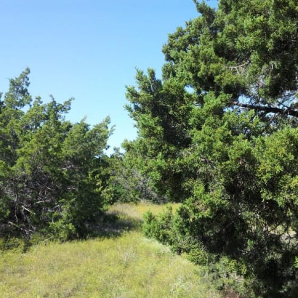 1489439085cedar-mountain-juniperus-ashei-form-wild.jpg