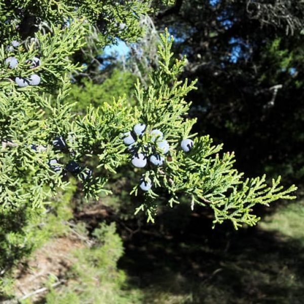 1489439092cedar-mountain-juniperus-ashei-detail-berries.jpg