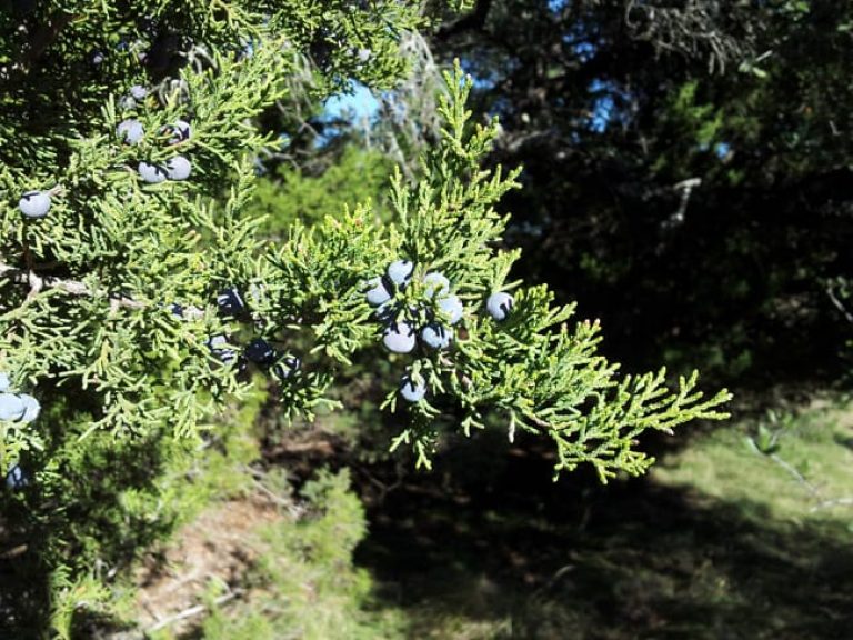 1489439092cedar-mountain-juniperus-ashei-detail-berries.jpg