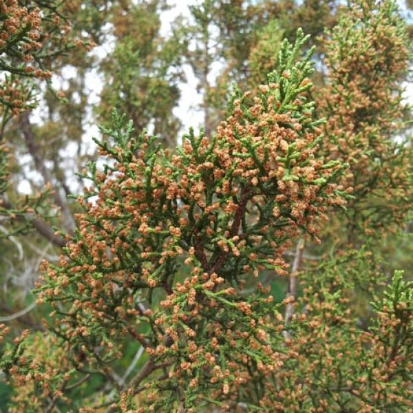 1489439096cedar-moundtain-juniperus-ashei-pollen.jpg