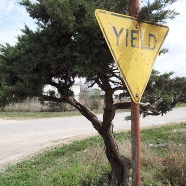 1489439102Ashe-Juniper-Juniperus-asheii-form-yield-to-cedar.jpg