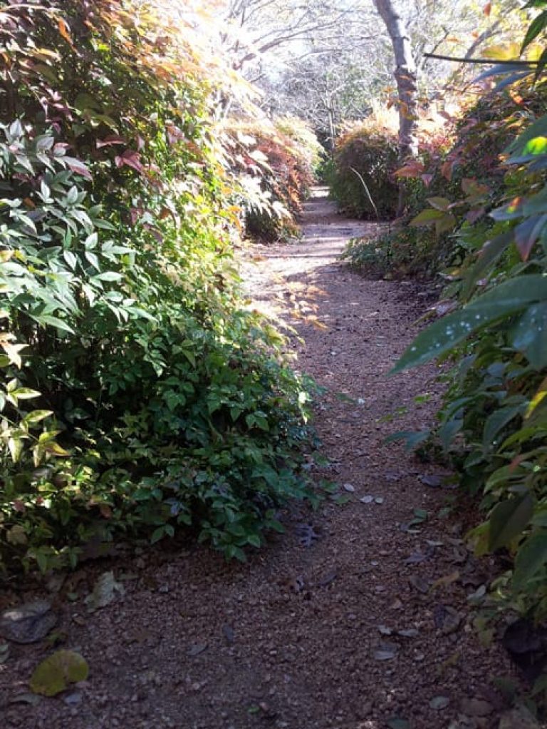 1489439637nandina-domestica-form.jpg