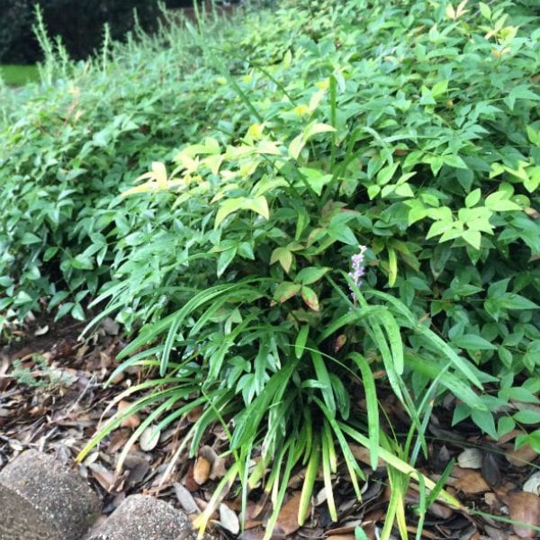 1489439648Nandina-Harbor-Dwarf-Nandina-domestica-Harbor-Dwarf-non-invasive-non-fruiting-groundcover-form.jpg