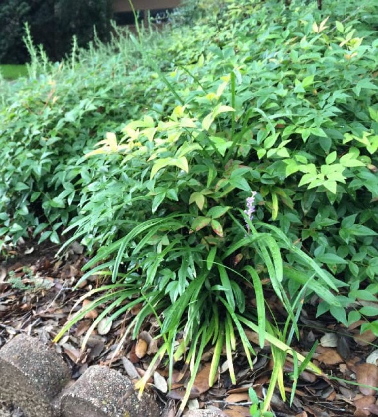 1489439648Nandina-Harbor-Dwarf-Nandina-domestica-Harbor-Dwarf-non-invasive-non-fruiting-groundcover-form.jpg