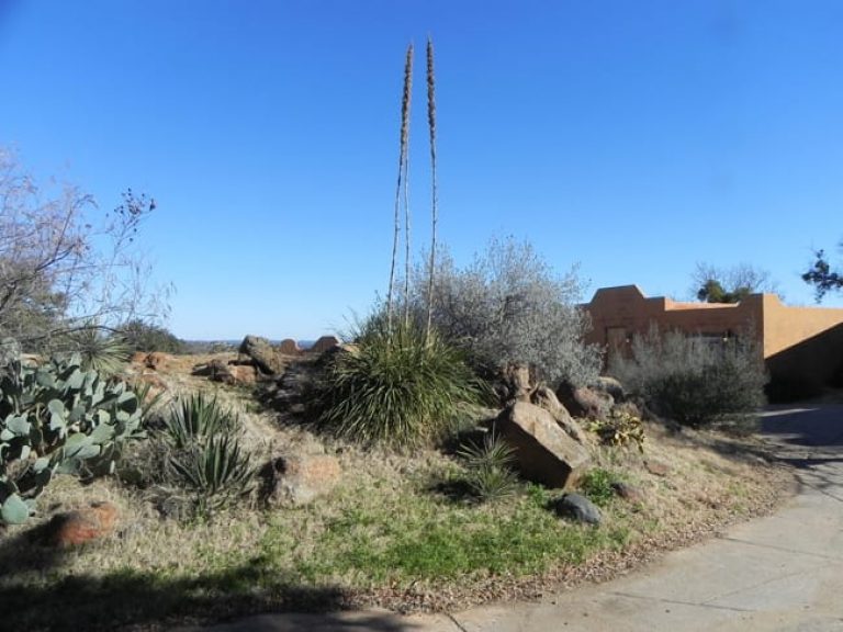 1489439762Sotol-Texas-Dasilyrion-texana-form-Enchanted-Rock.jpg