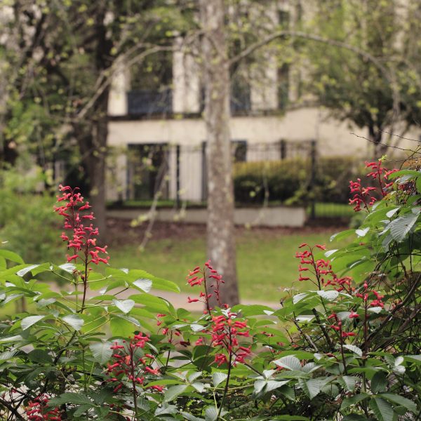 1489440106Red-buckeye-Aesculus-pavia-form-flowering-riverwalk-epohl.JPG