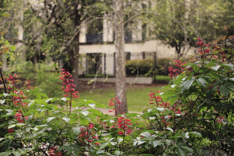 1489440106Red-buckeye-Aesculus-pavia-form-flowering-riverwalk-epohl.JPG