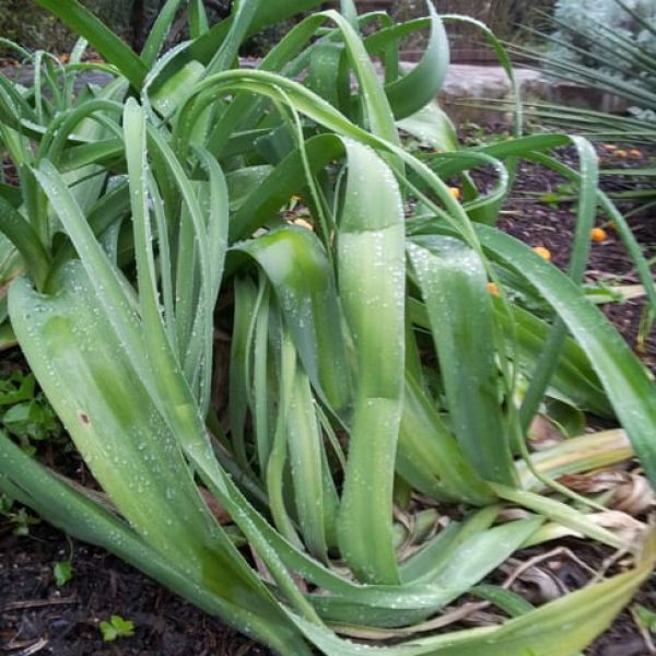 1489505901cemetery-lily-crinum-bulbispermum-form.jpg