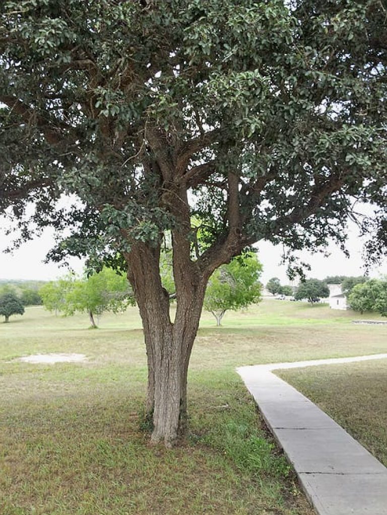 1489676421Anaqua-Ehretia-anacua-form-trunk-goliad.jpg