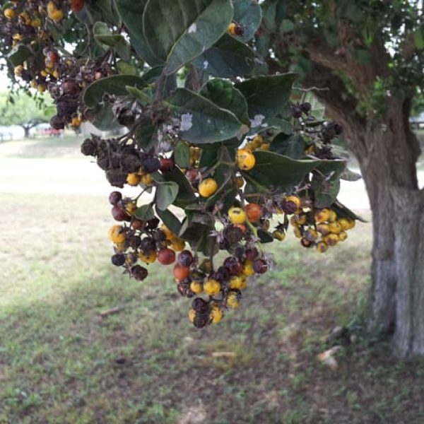 1489676450Anaqua-Ehretia-anacua-detail-fruit.jpg