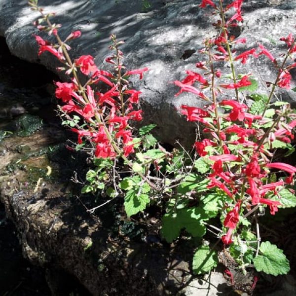 1489677269Sage-cedar-Salvia-roemeriana-form-flowering.jpg