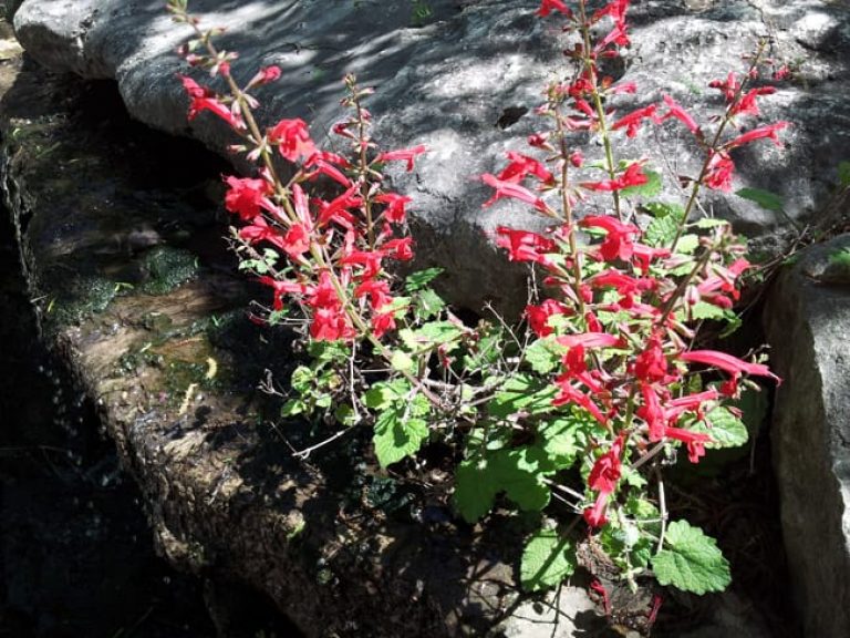 1489677269Sage-cedar-Salvia-roemeriana-form-flowering.jpg