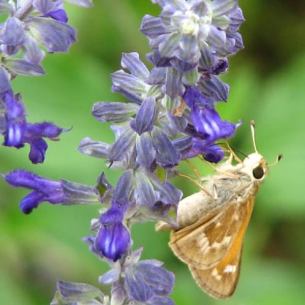 1489679758Sage-Mealy-Cup-Salvia-farinacea-detail.jpg