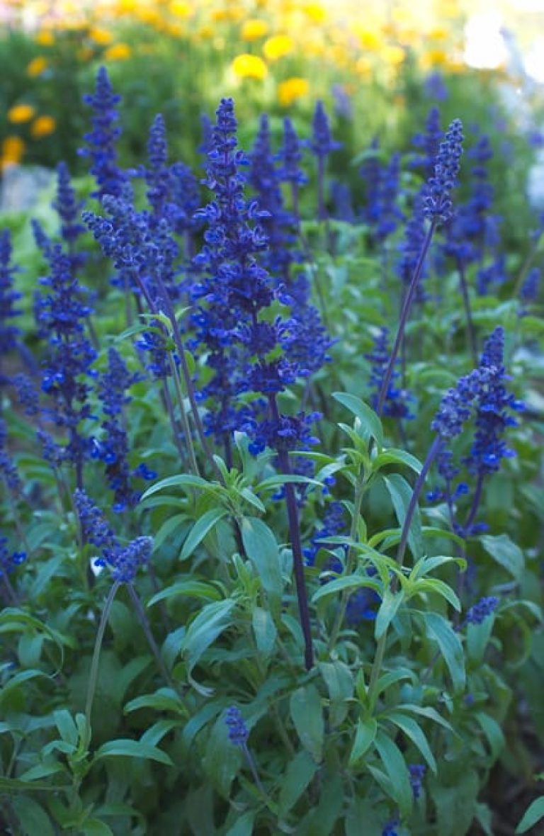 1489679763Sage-Mealy-Cup-Victoria-Salvia-farinacea-detail.jpg