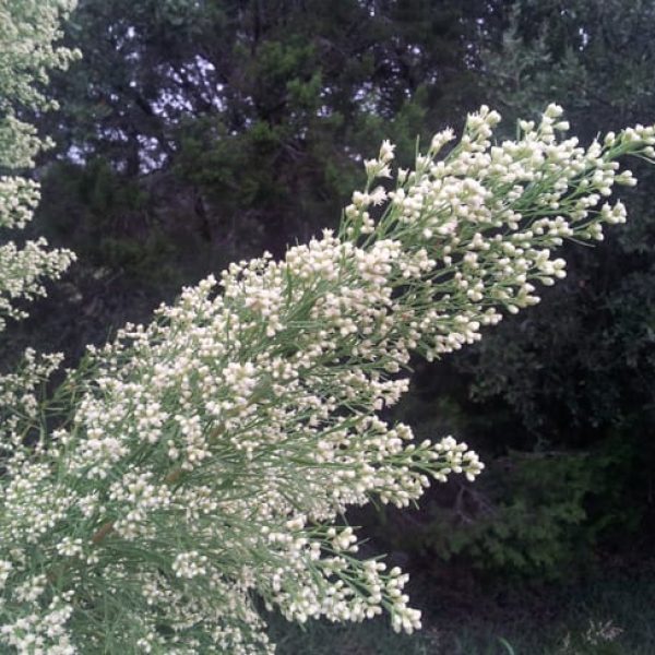 1489680976Roosevelt-Weed-Baccharis-neglecta-flower-detail.jpg