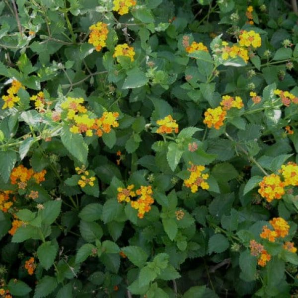 1489681565Lantana-Lantana-horrida-form-detail1.jpg