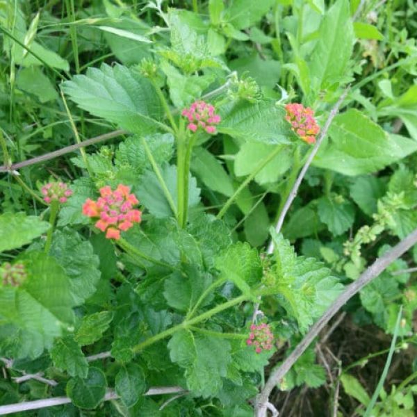 1489681577Lantana-Lantana-horrida-prebloom.jpg