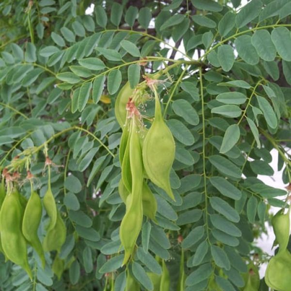 1489684123Arroyo-Sweetwood-Myrospernum-sousanum-detail-seeds.jpg
