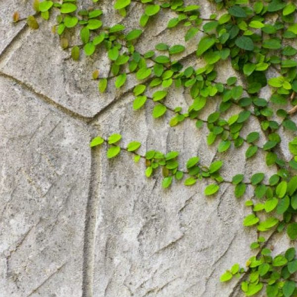 1489762319Fig-ivy-Ficus-pumila-detail-leaf-Olmos-Park.jpg