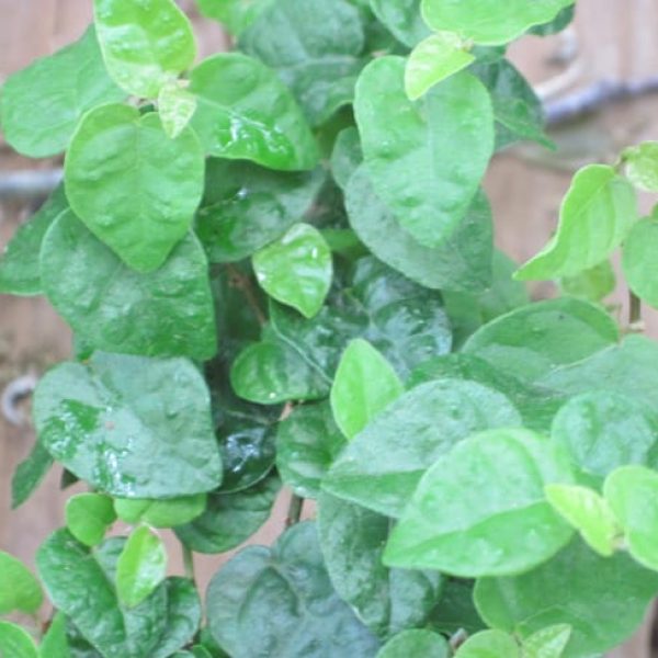 1489762380Ivy-fig-ficus-pumila-detail.jpg