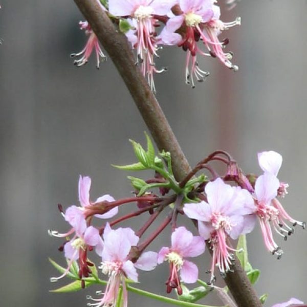 1489762940mexican-buckeye-ungnadia-speciosa-flower.jpg