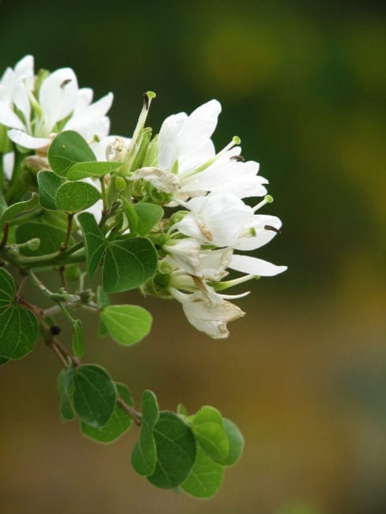 1490796428Anacacho-Orchid-Tree-Bauhinia-congesta-detail-sabg-march-2007-brad-wier.jpg