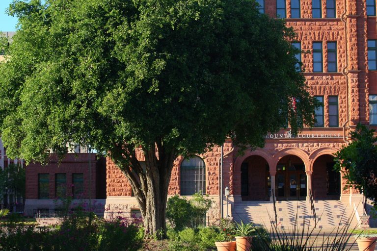 1490804105Anaqua-Ehretia-anacua-form-Bexar-county-courthouse-march-2016-brad-wier.JPG