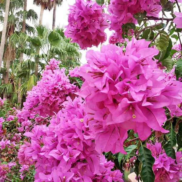 1490804533bougainvillea-20131130-quinta-mazatlan-detail-brad-wier.jpg